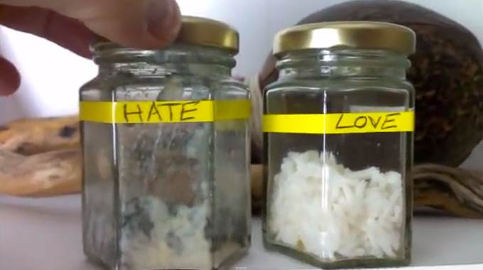 Love-Hate-Rice-Experiment- – Raising Rices